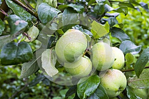 Green apples on the branch of an Apple tree after the rain