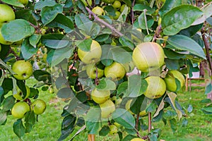 Green apples on a branch of an apple tree