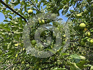 Green Apples on the Branches of an Apple Tree in Summer