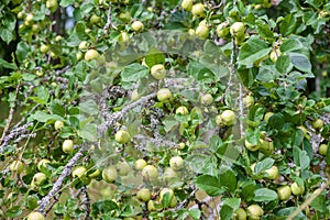 Green apples on the branches of wild maple trees