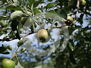 Green apples, breed name Tsugaru, on a branch in Hokkaido, Japan