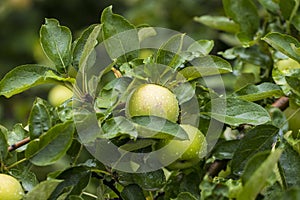 Green apples in the garden after the rain