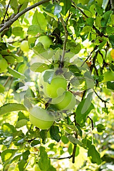 Green apples growing on tree branch in a garden