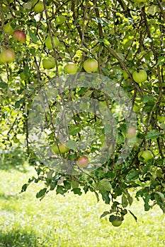 Green apples growing on tree branch in a garden