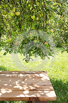 Green apples growing on tree branch in a garden