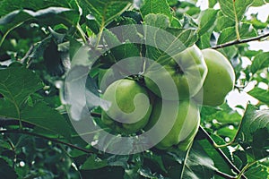 Green apples on orchard tree with green leaves.