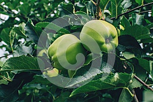 Green apples on orchard tree with green leaves.