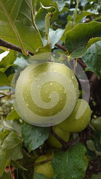 Green apples with rain drops - bio agriculture
