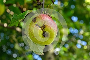 Green apples ripen on an apple tree among the leaves