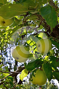 Green apples ripen on an apple tree among the leaves