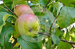 Green apples ripen on an apple tree among the leaves