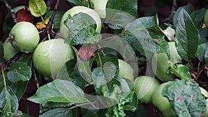 Green apples ripen on the branch of an apple tree. Raindrops on green apples