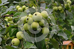 Green apples ripen on a branch in the garden. A lot of apples grew on the branch. August. Harvest