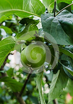 Green apples ripen on the branches of an apple tree