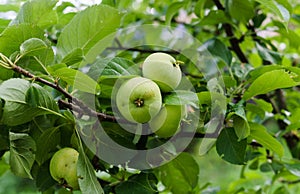 Green apples ripen on the branches of an apple tree