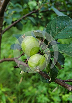 Green apples ripen on the branches of an apple tree