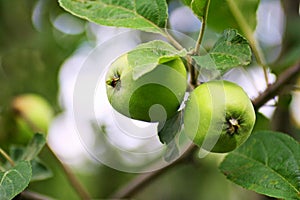 Green apples ripen on the branches of the tree.