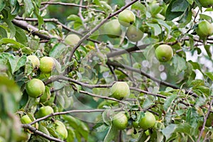 Green apples ripen on a tree