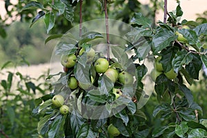 Green apples ripen on tree branches in Summer