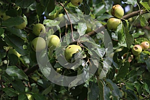 Green apples ripen on tree branches in Summer