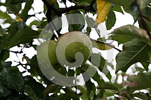 Green apples ripen on trees in the garden