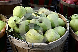 Green Apples with Stems and Leaves photo