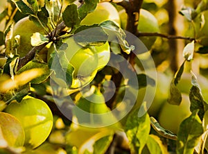 Green apples in summer season