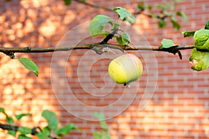 Green apples on tree