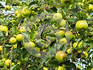 Green apples on a tree in autumn, England