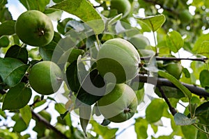 Green apples on a tree branch