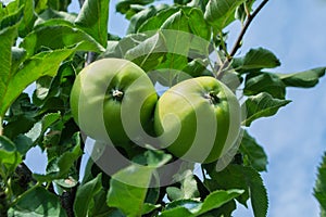 Green apples on a tree. Green apples on a branch ready to be harvested, outdoors, selective focus.