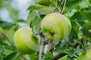 Green apples on a tree. Green apples on a branch ready to be harvested, outdoors, selective focus.