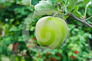 Green apples on a tree. Green apples on a branch ready to be harvested, outdoors, selective focus.