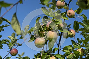 green apples on a tree in the garden, rowing different varieties of apples in your garden