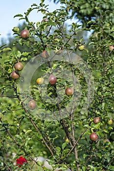 green apples on a tree in the garden, selective focusing, tinted image,