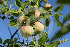 green apples on a tree in the garden, selective focusing, tinted image, growing different varieties