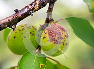 Green apricot fruits affected by perforated spot