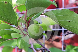 A green apricot growing on a branch