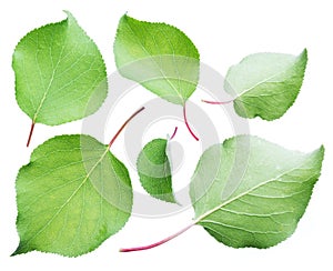 Green apricot leaves on the white background