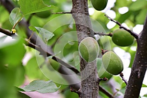 The green apricot on the tree close up view