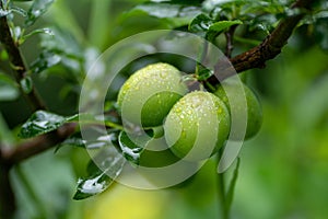 Green apricots on a branch with rain drops in soft focus