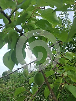 Green Apricots tree looking beautiful