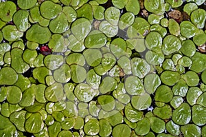 Green aquatic leaf texture