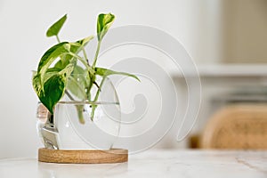 A green aquatic plant in a glass jar on table