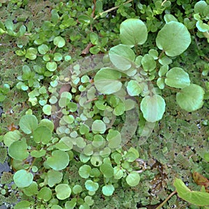 Green aquatic plants in pond