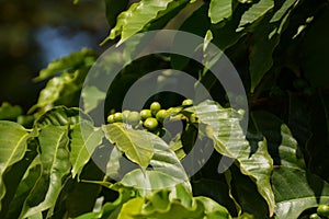Green arabian coffee beans in the autumn sun
