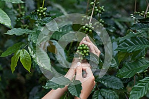 Green arabica coffee fruits in tender woman hands