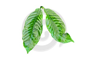 Green arabica coffee leaf isolated on white background,