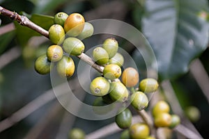Green arabicas coffee beans on tree in North of thailand