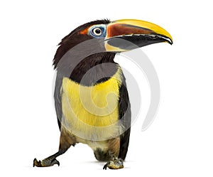 Green aracari isolated on white